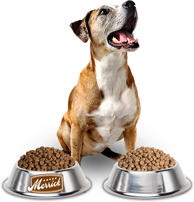 pngimg.com - dog_food_PNG37